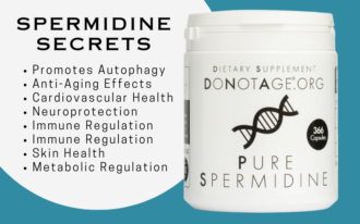 spermidine benefits