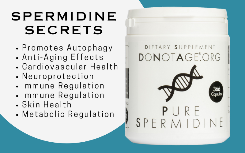 spermidine benefits