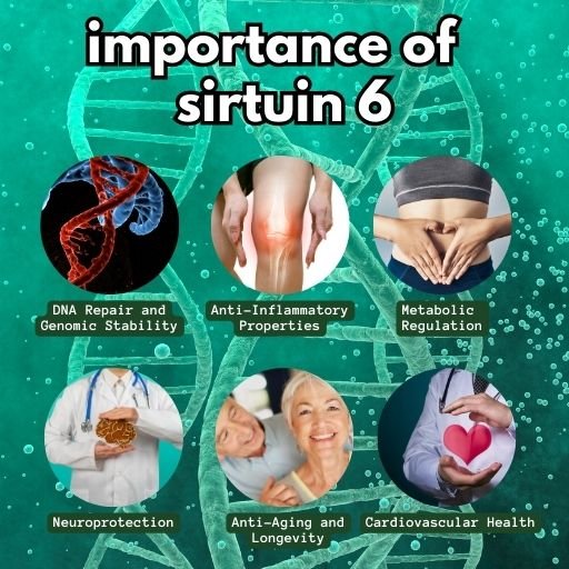 best longevity supplement